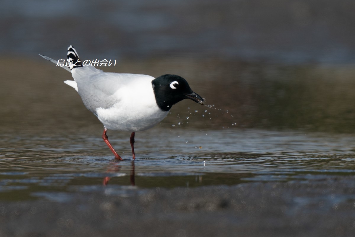 ズグロカモメ 食事シーン Saunder S Gull Eat A Crab ブログ鳥達との出会い