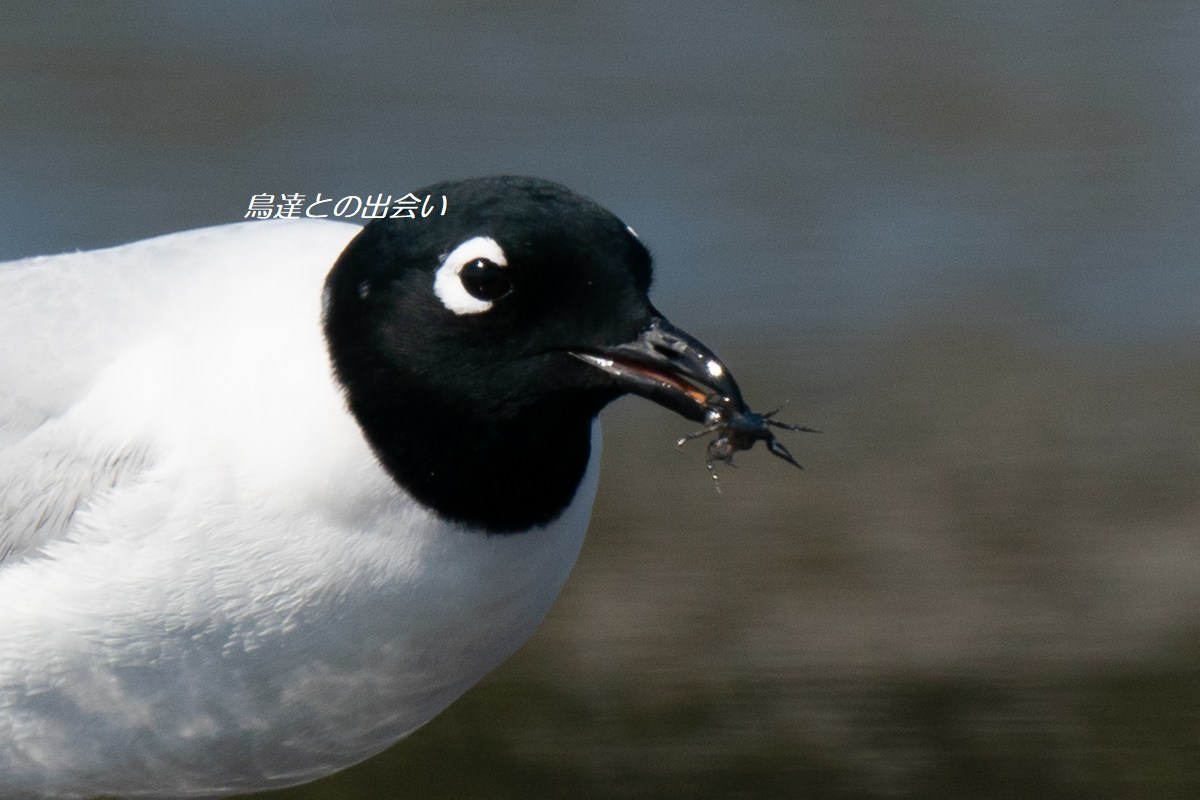 ズグロカモメ 食事シーン Saunder S Gull Eat A Crab ブログ鳥達との出会い