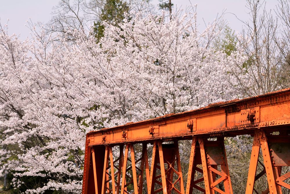 六郷川橋梁付近の桜_e0373930_20190309.jpg