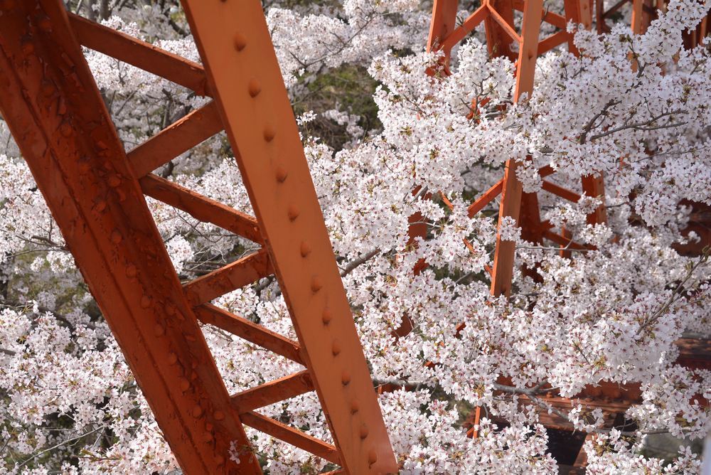 六郷川橋梁付近の桜_e0373930_20190314.jpg