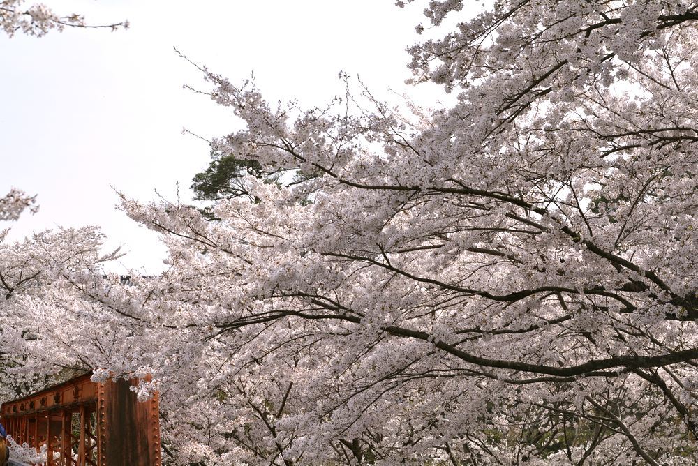 六郷川橋梁付近の桜_e0373930_20190317.jpg