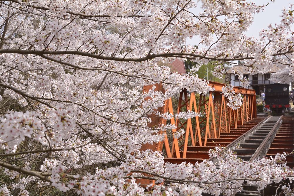 六郷川橋梁付近の桜_e0373930_20190359.jpg