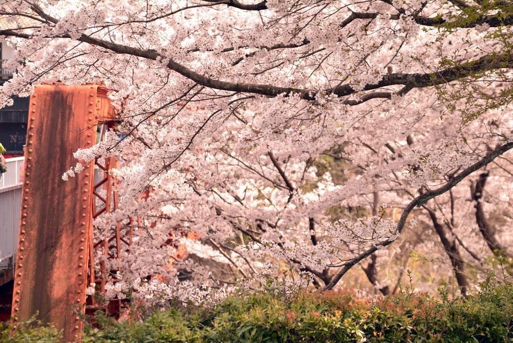 六郷川橋梁付近の桜_e0373930_20190413.jpg