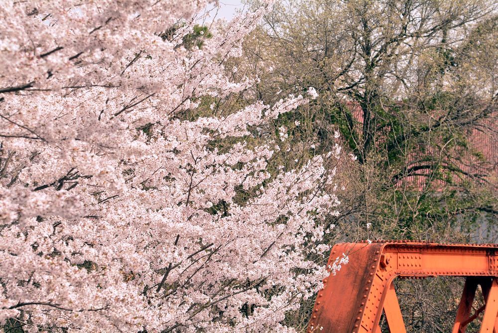 六郷川橋梁付近の桜_e0373930_20190444.jpg