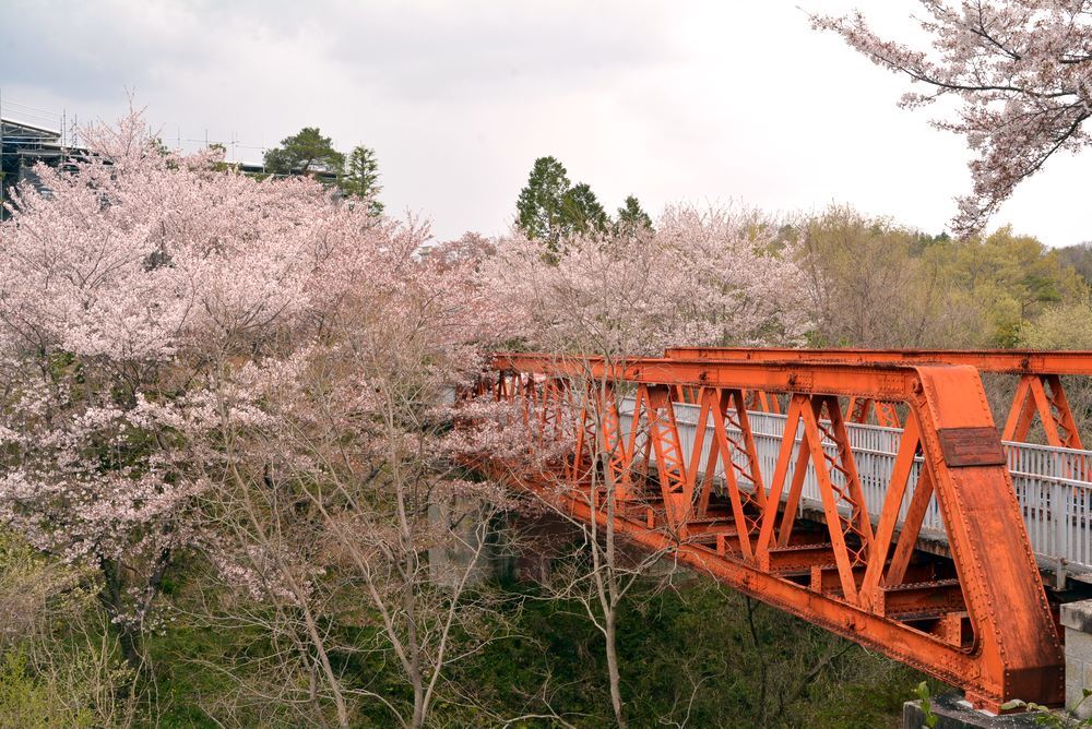 六郷川橋梁付近の桜_e0373930_20190493.jpg
