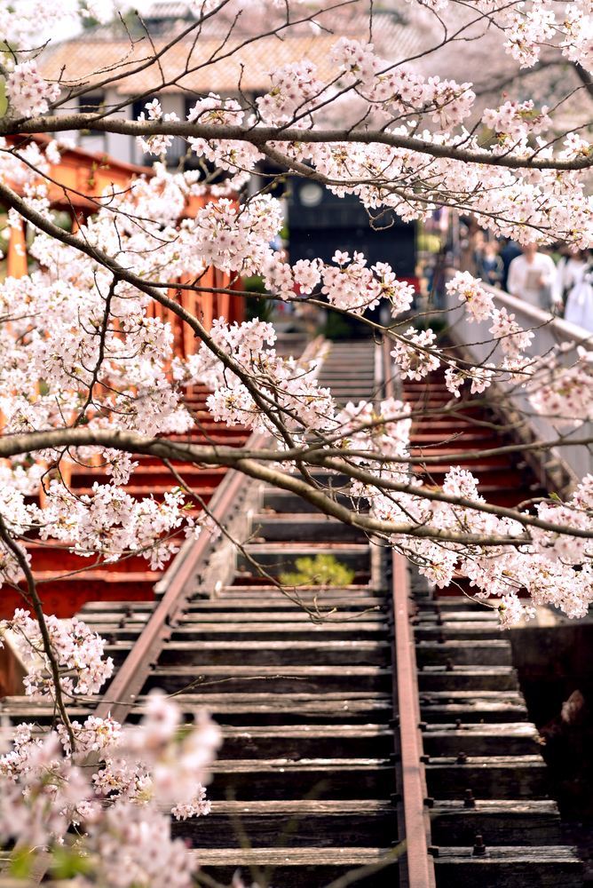 六郷川橋梁付近の桜_e0373930_20190498.jpg
