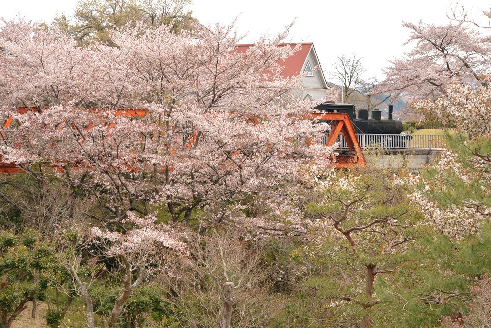六郷川橋梁付近の桜_e0373930_20195188.jpg