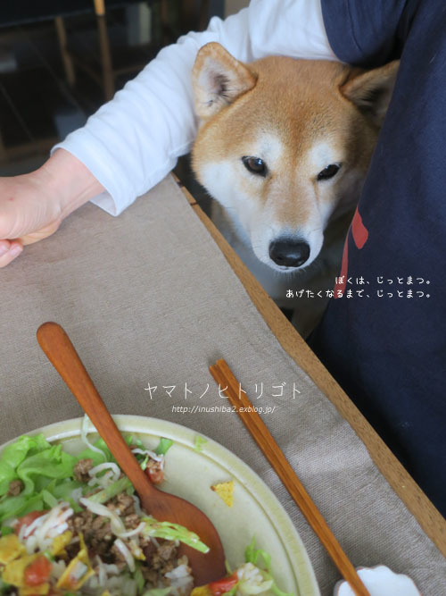 今日はタコライス♪_e0394031_08432165.jpg