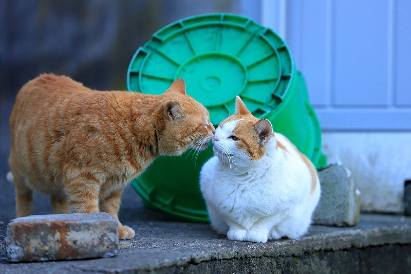 【城ヶ島】猫_f0348831_21424727.jpg