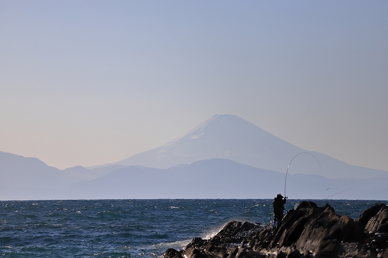 【城ヶ島】猫_f0348831_21425504.jpg