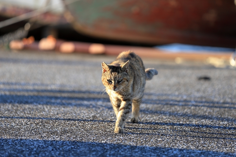 【城ヶ島】猫_f0348831_21431177.jpg