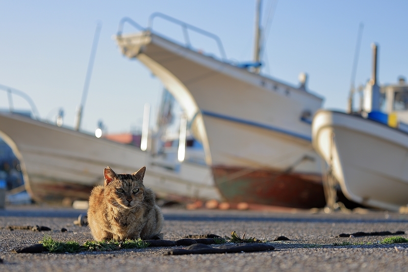 【城ヶ島】猫_f0348831_21431770.jpg