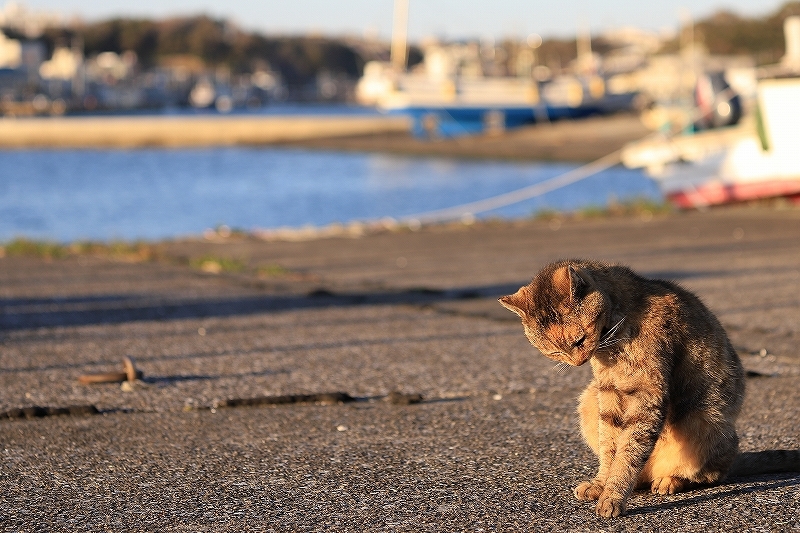【城ヶ島】猫_f0348831_21432451.jpg