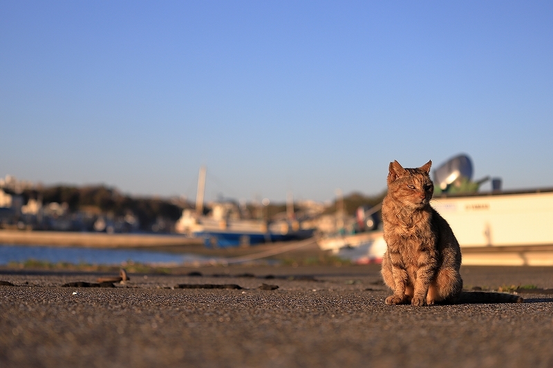 【城ヶ島】猫_f0348831_21432476.jpg