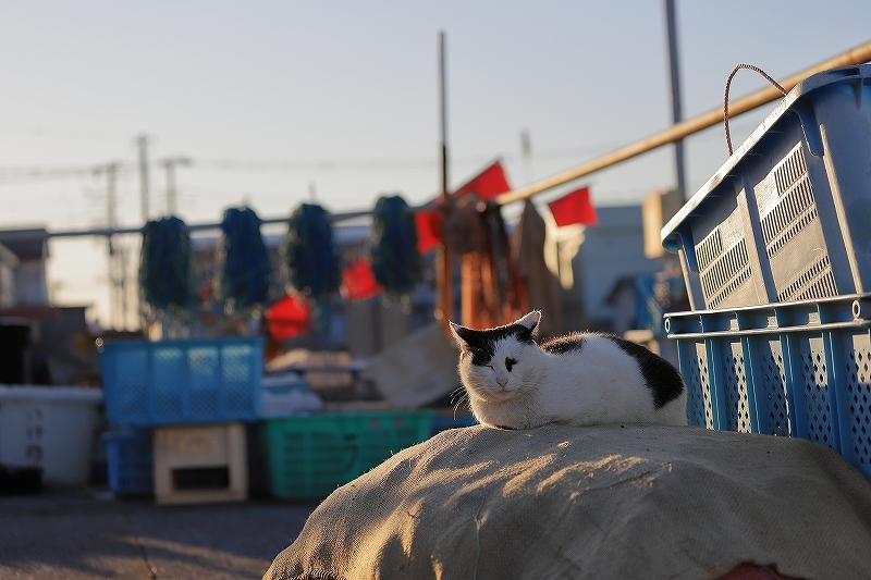 【城ヶ島】猫_f0348831_21433002.jpg
