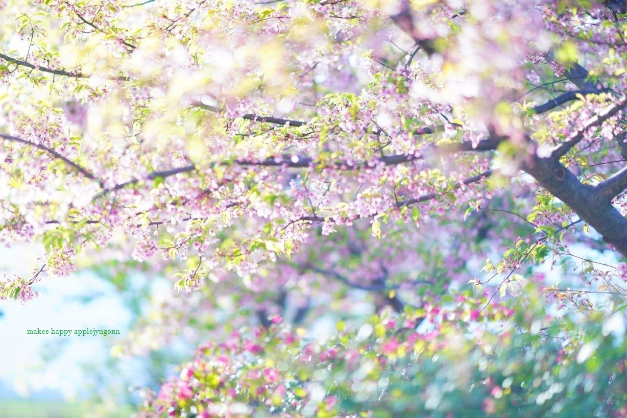 葉桜 キラキラしあわせ写真館 葉桜 キラキラしあわせ写真館