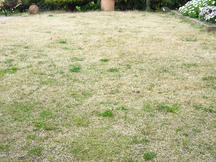 年3月27日 芝生の世話が始まります 今日の風に吹かれましょう