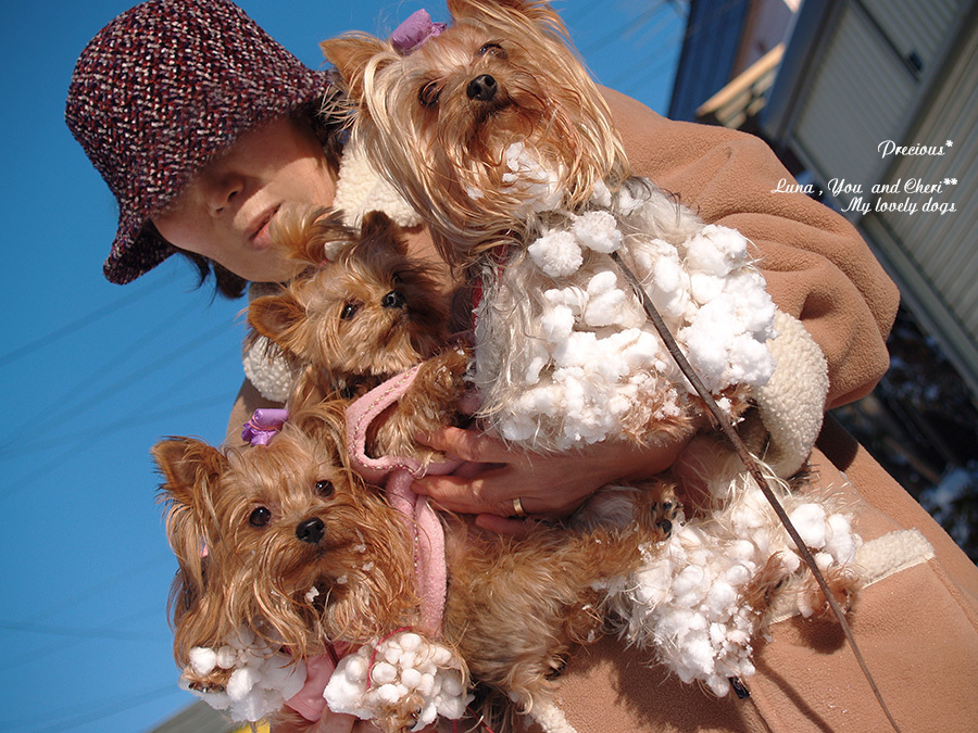 Dog Photo 142 3wanco雪玉いっぱい Precious 恋するカメラ Dog Photo 142 3wanco雪玉いっぱい Precious 恋するカメラ