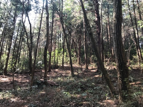 加治丘陵阿須山でマウンテンバイクに乗ってきました_e0304942_11494499.jpg