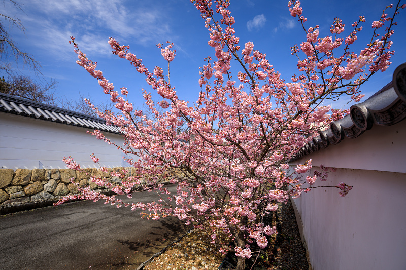 Prologue 2020桜咲く京都 寒桜咲く勧修寺_f0155048_23403078.jpg