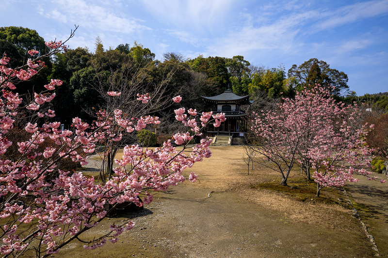 Prologue 2020桜咲く京都 寒桜咲く勧修寺_f0155048_23471651.jpg