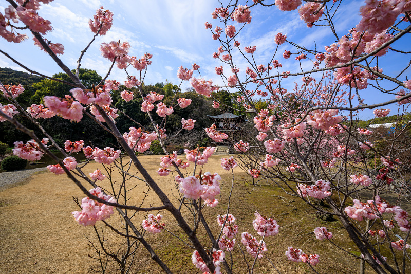 Prologue 2020桜咲く京都 寒桜咲く勧修寺_f0155048_23482913.jpg