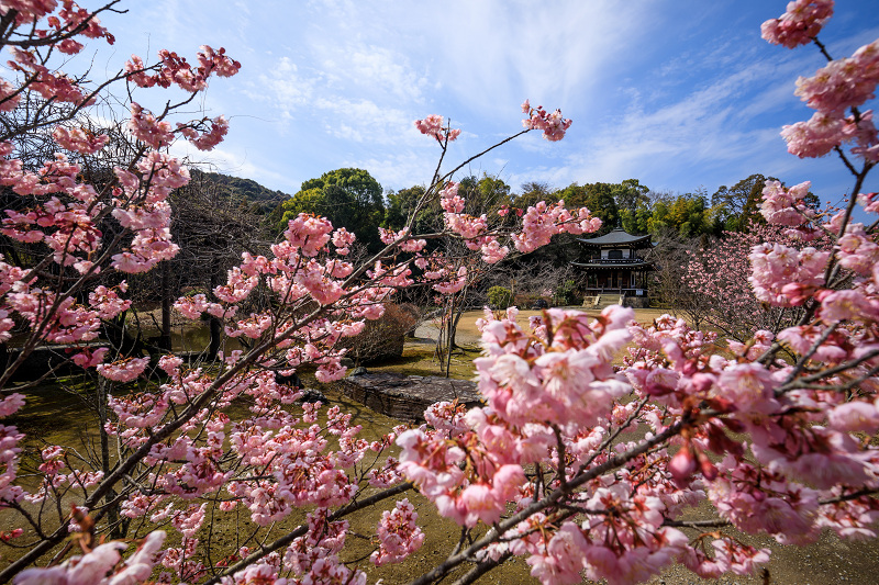 Prologue 2020桜咲く京都 寒桜咲く勧修寺_f0155048_2348847.jpg