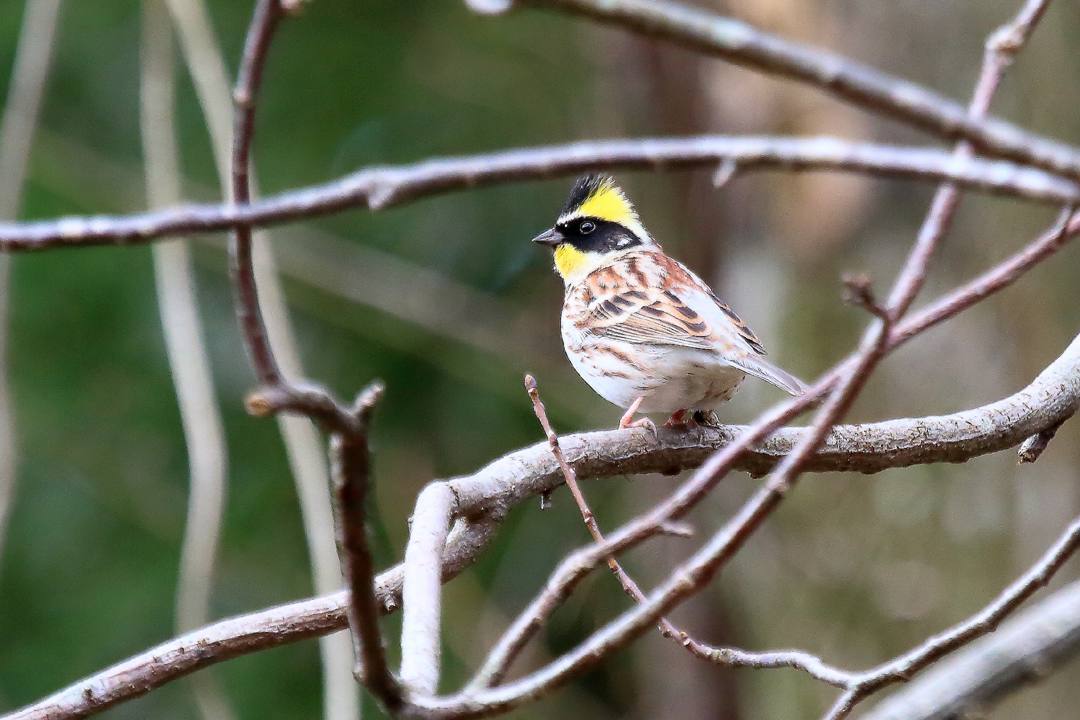 カタクリにギフチョウ_e0403850_15490337.jpg