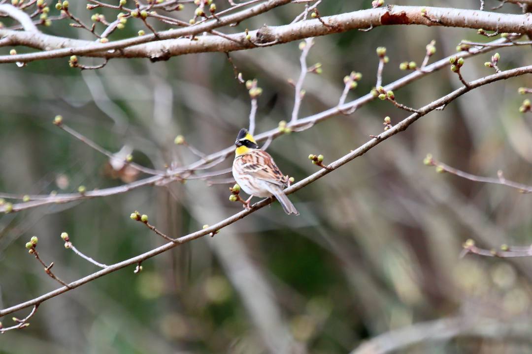 カタクリにギフチョウ_e0403850_15491170.jpg