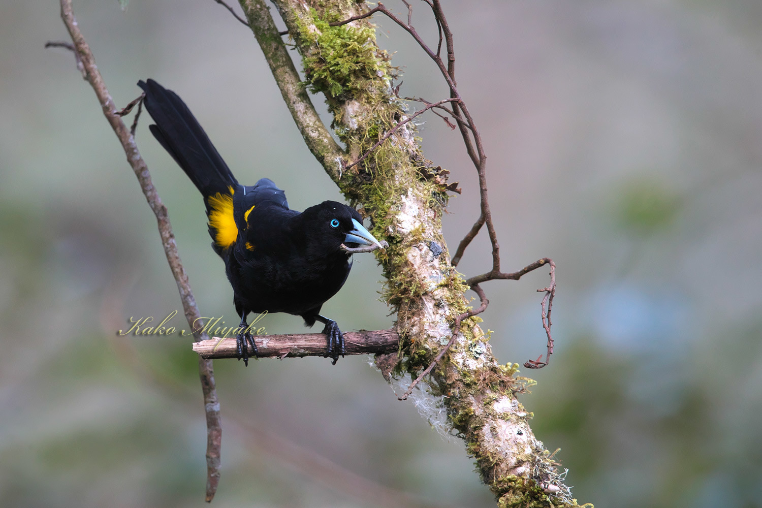 キタミヤマツリスドリ Mountain Cacique ぼちぼち と 野鳥大好き O キタミヤマツリスドリ Mountain Cacique ぼちぼち と 野鳥大好き O