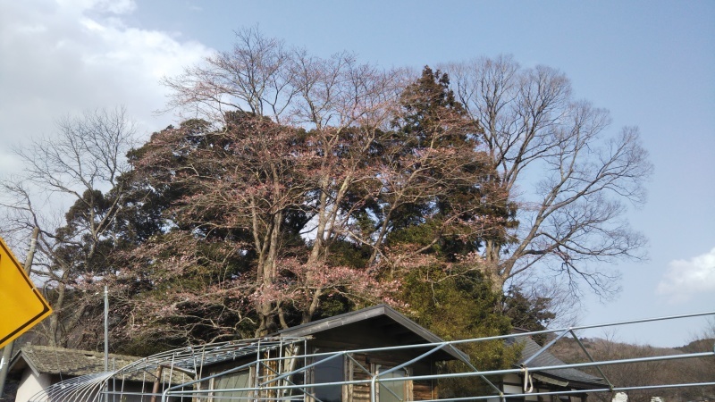 　桜はチョボチョボ　小雨パラパラ_a0069056_15530864.jpg