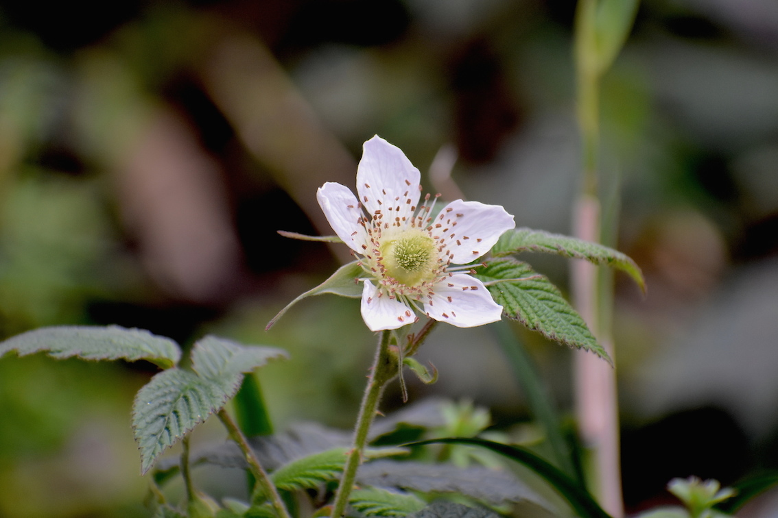 近頃見かけた花【3月】_e0414863_18435705.jpg