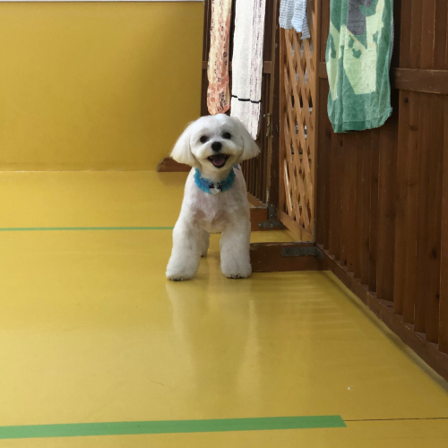 トリミングブログ🌟_f0357682_14262411.jpg