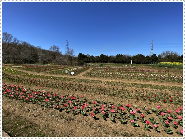 少し早かったチューリップの公園、さくらも大もあまり興味なさげだけど、もう一度付き合ってね～_b0175688_00114306.jpg