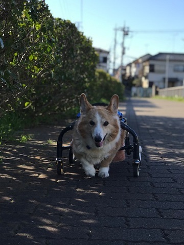 三連休は散歩三昧 ~幸太編~_f0242002_18400418.jpg