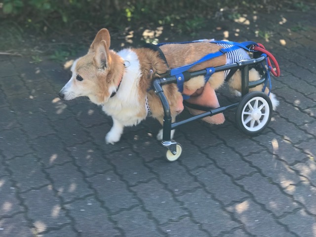 三連休は散歩三昧 ~幸太編~_f0242002_18401019.jpg