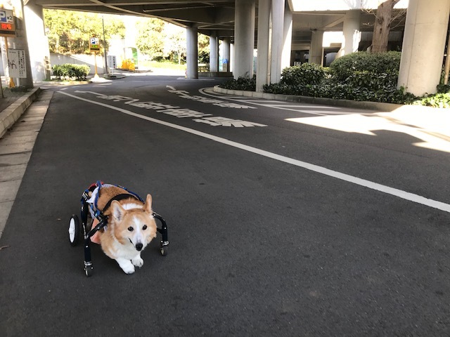 三連休は散歩三昧 ~幸太編~_f0242002_18402292.jpg