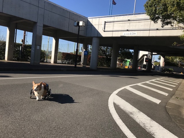 三連休は散歩三昧 ~幸太編~_f0242002_18402742.jpg