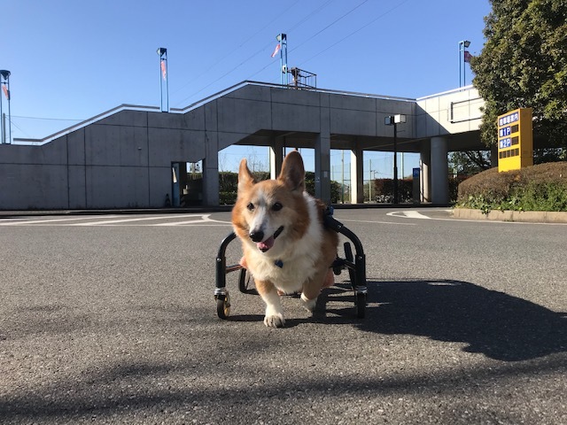 三連休は散歩三昧 ~幸太編~_f0242002_18403422.jpg