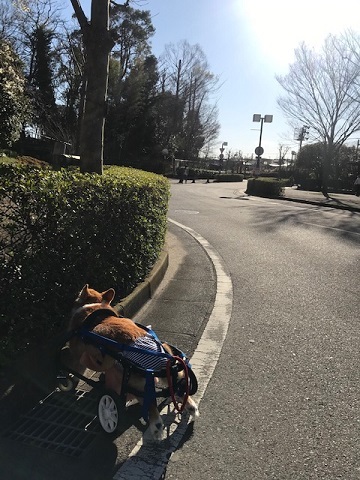 三連休は散歩三昧 ~幸太編~_f0242002_18403964.jpg