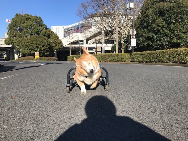 三連休は散歩三昧 ~幸太編~_f0242002_18404539.jpg