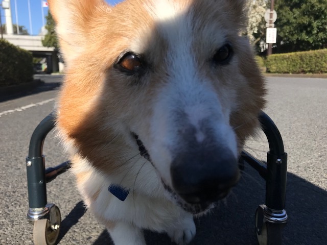 三連休は散歩三昧 ~幸太編~_f0242002_18460566.jpg