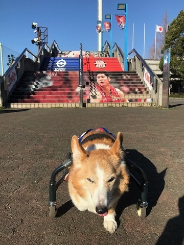 三連休は散歩三昧 ~幸太編~_f0242002_18461784.jpg
