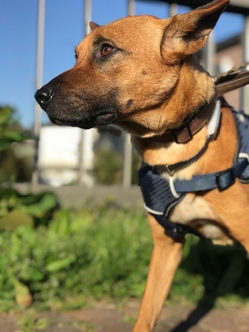 三連休は散歩三昧 ~幸太編~_f0242002_18492372.jpg