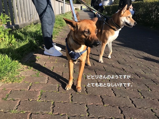 三連休は散歩三昧 ~幸太編~_f0242002_18514095.jpg