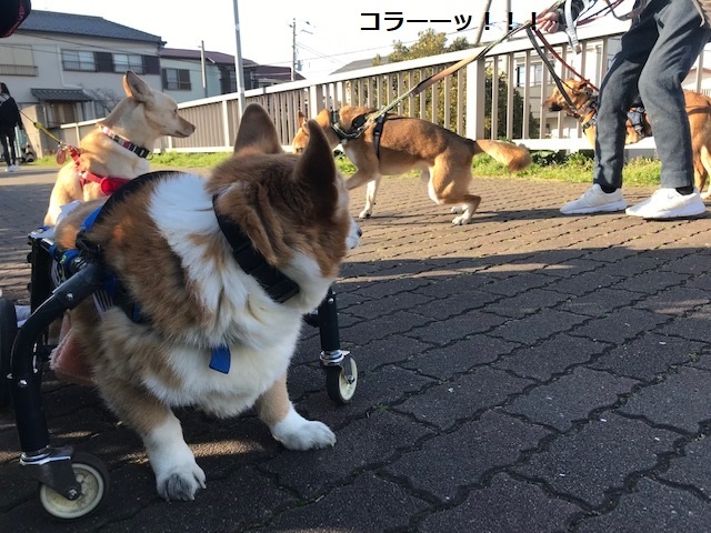 三連休は散歩三昧 ~幸太編~_f0242002_18514748.jpg
