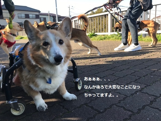 三連休は散歩三昧 ~幸太編~_f0242002_18515418.jpg