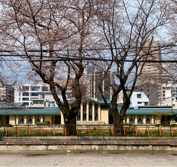 桜情報。_b0014003_12521416.gif