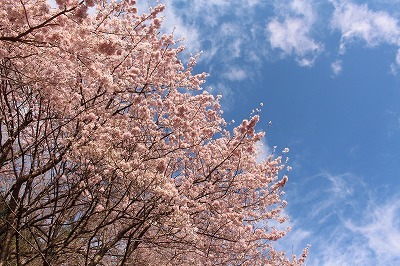 春めき桜を観たくて～_d0180506_15171194.jpg