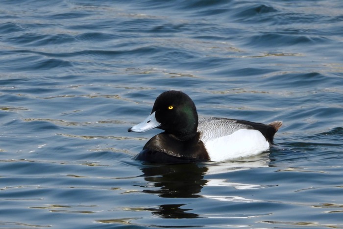 キンクロハジロとスズガモの見分け方 陸ガモと海ガモの味 世話要らずの庭